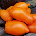 917 Mango Jazz Tomato, 5 Seeds