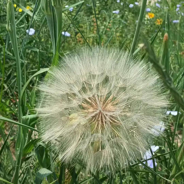 Giant Salsify, 50 Seeds