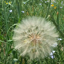 Giant Salsify, 50 Seeds