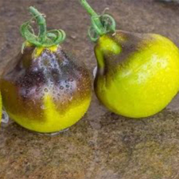 Flanders Contrast Tomato, 5 Seeds