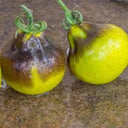 Flanders Contrast Tomato, 5 Seeds