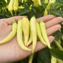 Yanjiao 528 Facing Heaven Pepper Seeds, 0.5g
