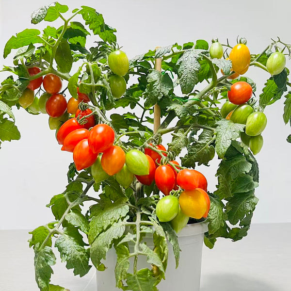 829 Micro Laura Tomato, 5 Seeds