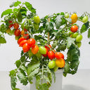 829 Micro Laura Tomato, 5 Seeds