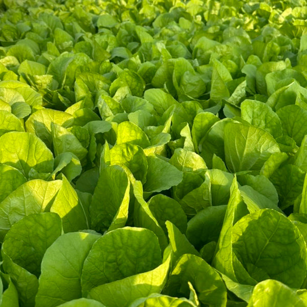 Jinmei 898 Pak Choi Seeds, 10g