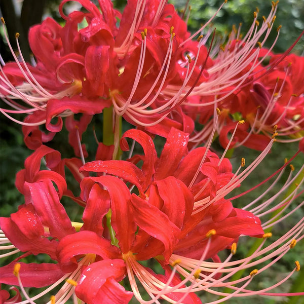 Hubei Lycoris, 1 Bulb