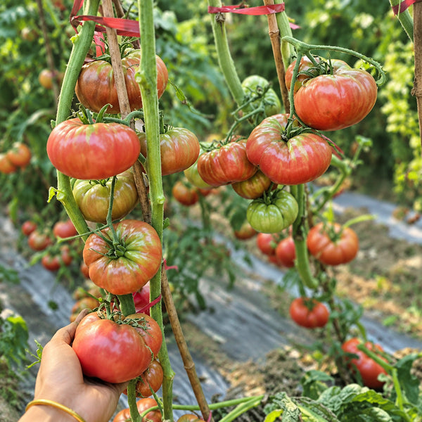 73 Polaris Tomato, 5 Seeds
