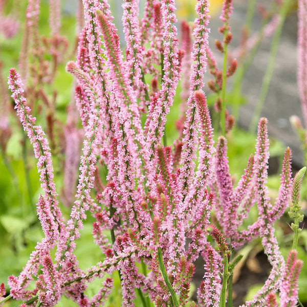Limonium suworowii 'Pink Pokers', 1000 Seeds