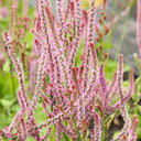 Limonium suworowii 'Pink Pokers', 1000 Seeds