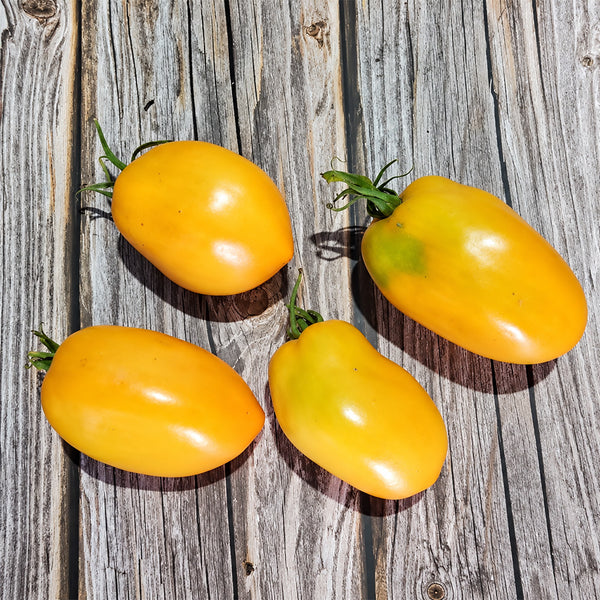 184 Malominusinsky Orange Tomato, 5 Seeds