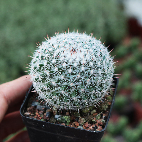 Mammillaria hahniana, 3-4cm