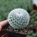 Mammillaria hahniana, 3-4cm