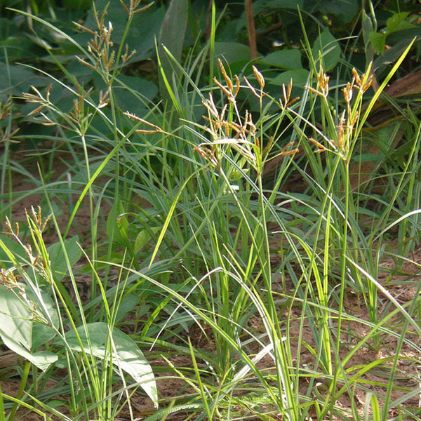 Nutgrass Seeds, 1g