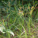 Nutgrass Seeds, 1g