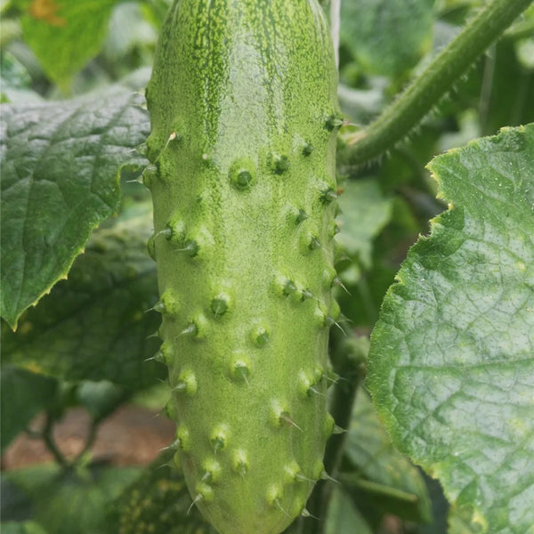 Chinese Large Thorn Fruit Cucumber, 20 Seeds