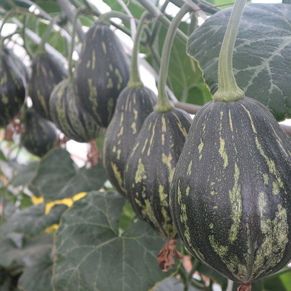 Fragrant Taro Pumpkin Seeds, 10 Seeds