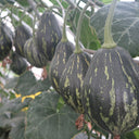 Fragrant Taro Pumpkin Seeds, 10 Seeds