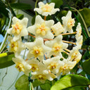 Hoya carnosa 'White Phoenix', 1 Cutting