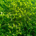 Fine-Leaved  Garland Chrysanthemum Seeds, 20g