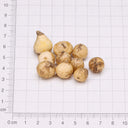 U2219 White Star of Bethlehem Bulbs, 0.3-0.4 in (0.8-1 cm), 10 Bulbs