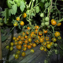 683 Golden Rapunzel Tomato, 5 Seeds