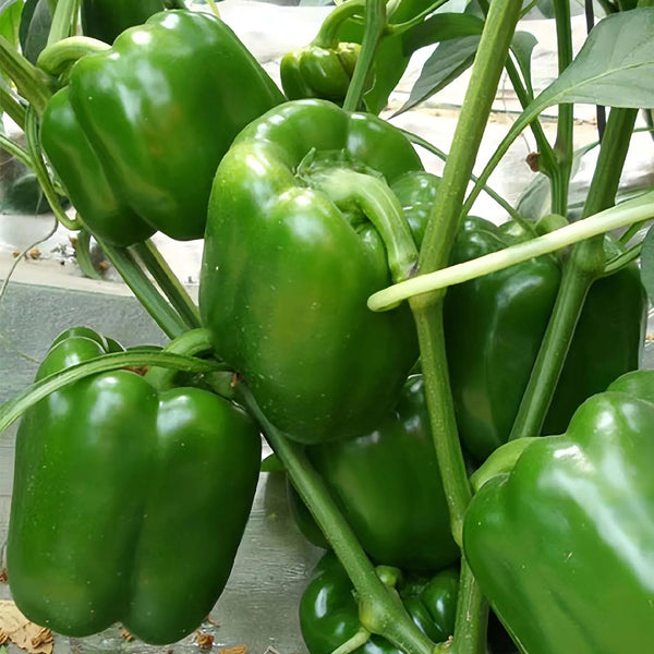 Square Green Pepper Seeds, 30 Seeds