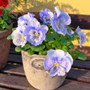 U2336 Cats Plus Marina F1 Pansy, 5 Seeds