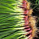 Shouhe Red Skin Scallion, 5g
