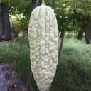Pearl White Bitter Melon Seeds, 10 Seeds