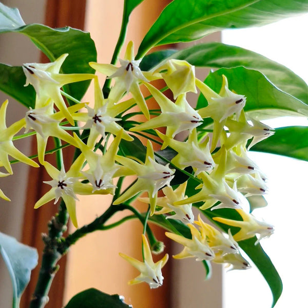Hoya multiflora, 3 Cuttings