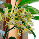Hoya multiflora, 3 Cuttings