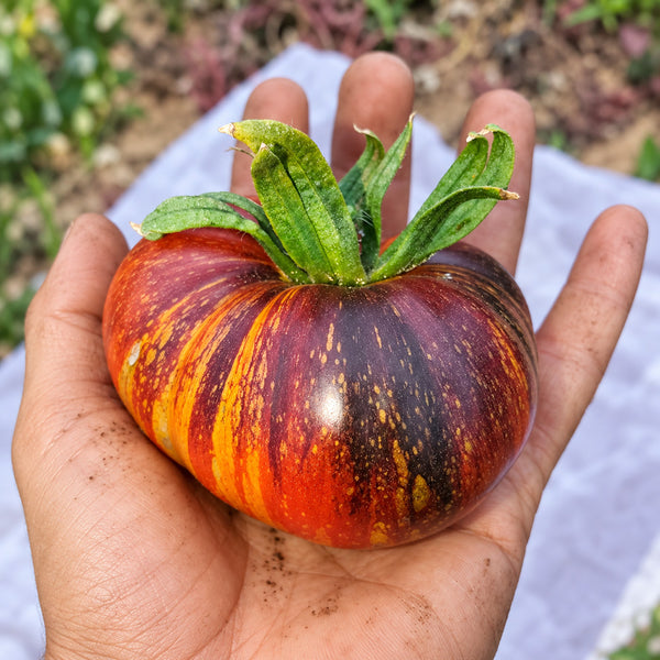 437 Blue Flame Tomato, 5 Seeds