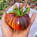 437 Blue Flame Tomato, 5 Seeds