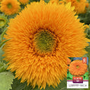Teddy Bear Sunflower Seeds, 1g