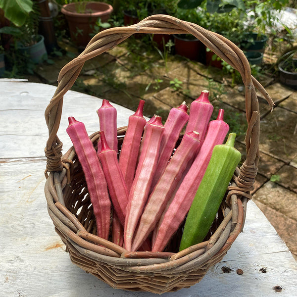 Jinfeng No.9 Red Okra Seeds, 10g