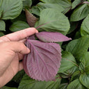 Jiannan Perilla Seeds, 20g