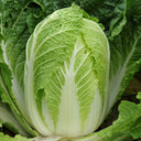 Golden Phoenix Chinese Cabbage Seeds, 5 × 4g Bags