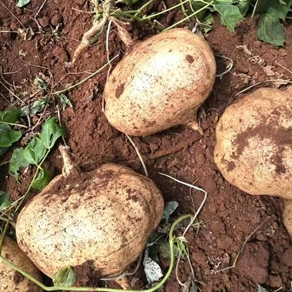 Mumashan Jicama, 10g