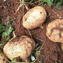 Mumashan Jicama, 10g