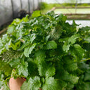 Spearmint Seeds, 300 Seeds