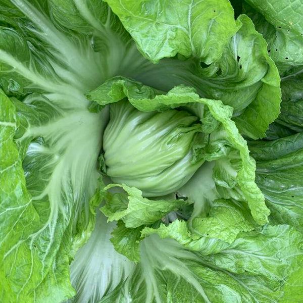 Jinlei Mustard Cabbage, 10g