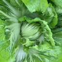 Jinlei Mustard Cabbage, 10g