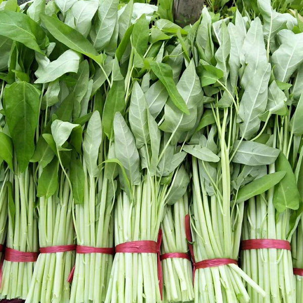 Large-Leaf White-Stem Water Spinach Seeds, 20g