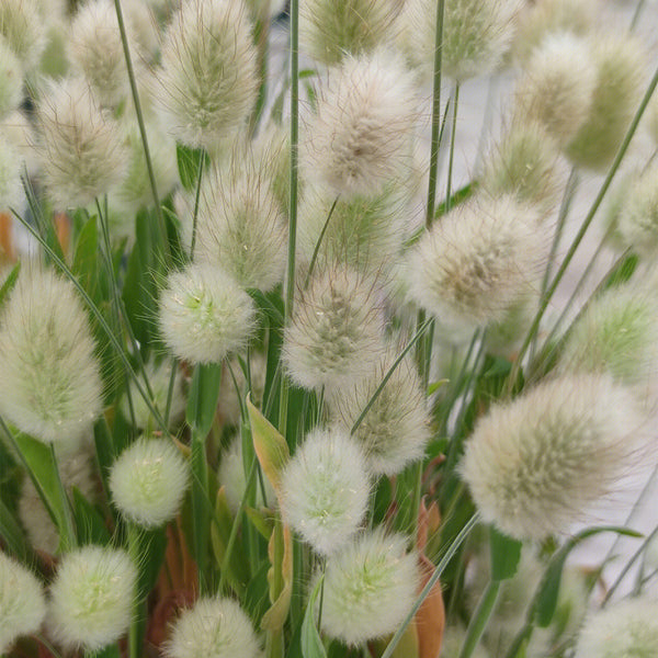 Hezhichun Bunny Tail Grass, 30 Seeds