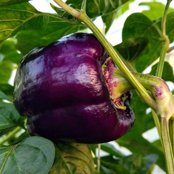 Shouhe Amethyst Sweet Pepper, 20 Seeds