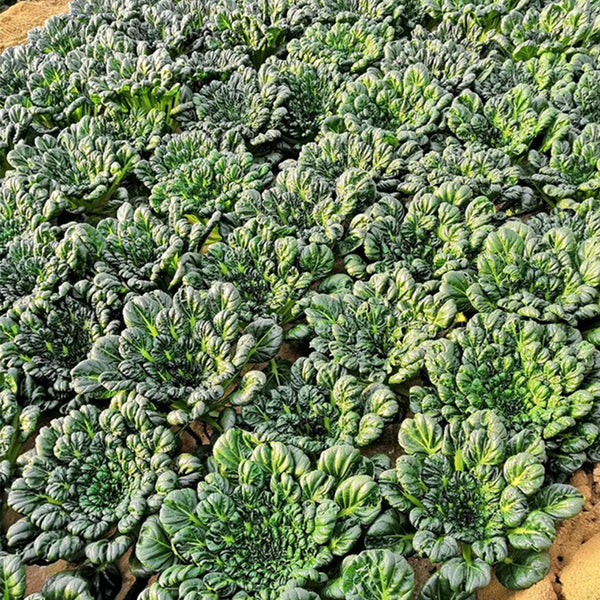 Wutacai, Black Cabbage Seeds, 5 × 5g Bags