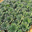 Wutacai, Black Cabbage Seeds, 5 × 5g Bags