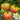 1013 Cherokee Purple Bicolor Tomato, 5 Seeds