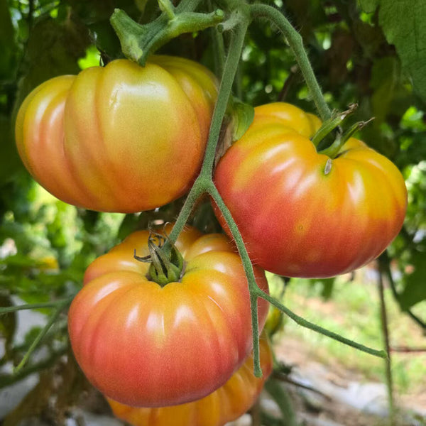1013 Cherokee Purple Bicolor Tomato, 5 Seeds