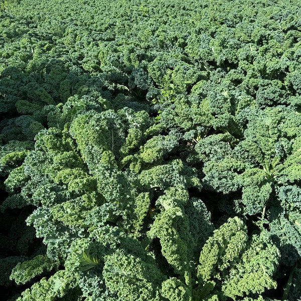 Firenze Kale, 100 Seeds